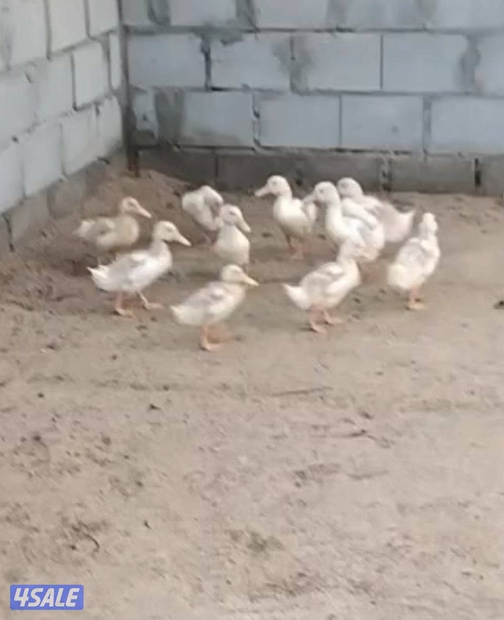 للبيع فروخ دجاج عربي قديم وفروخ دجاج عراقي وبط فرنسي ونعام الايمو2