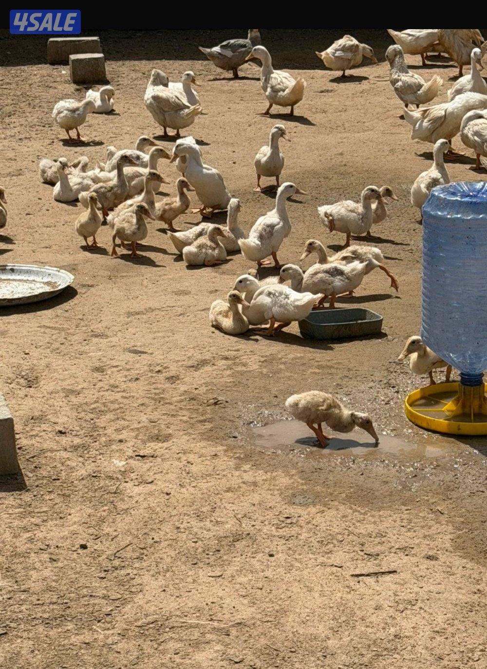للبيع فروخ دجاج عربي قديم وفروخ دجاج عراقي وبط فرنسي ونعام الايمو3