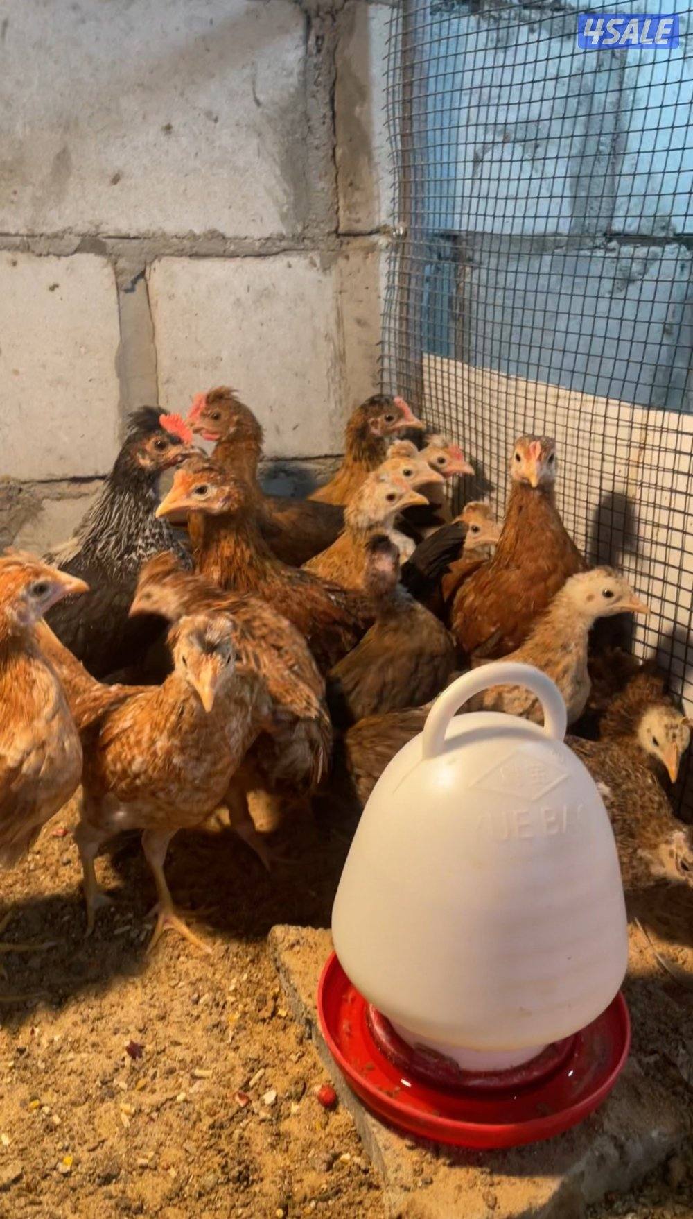 للبيع فروخ دجاج عربي قديم وفروخ دجاج عراقي وبط فرنسي ونعام الايمو4