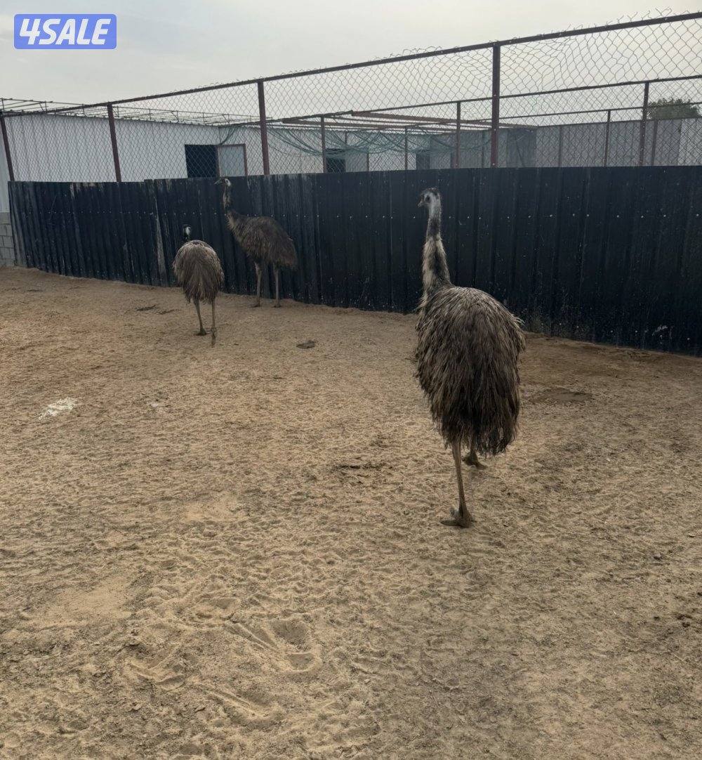 للبيع فروخ دجاج عربي قديم وفروخ دجاج عراقي وبط فرنسي ونعام الايمو5