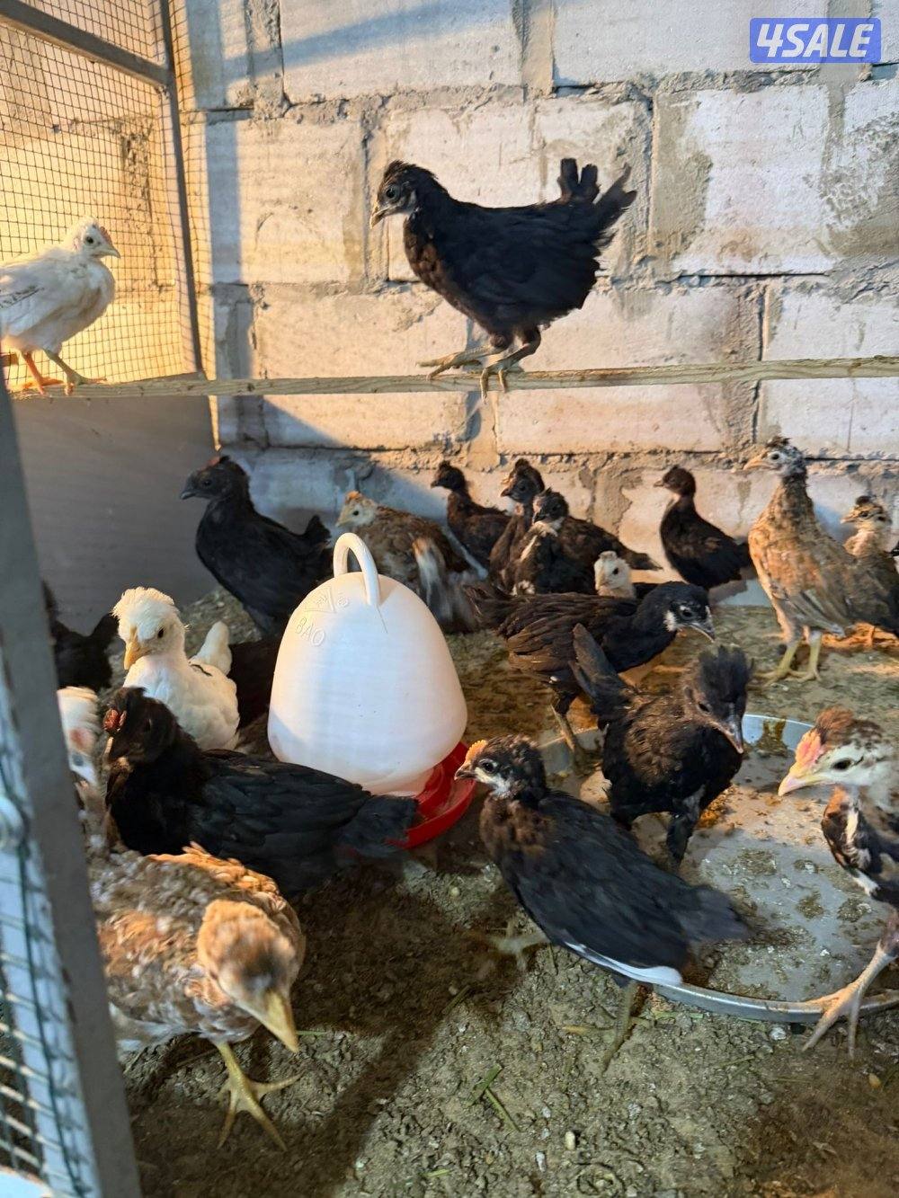 للبيع فروخ دجاج عربي قديم وفروخ دجاج عراقي وبط فرنسي ونعام الايمو6