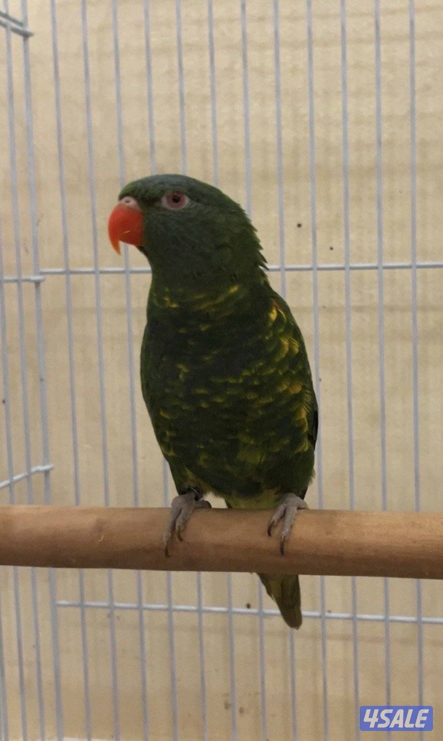 البيع لوري سكالي1