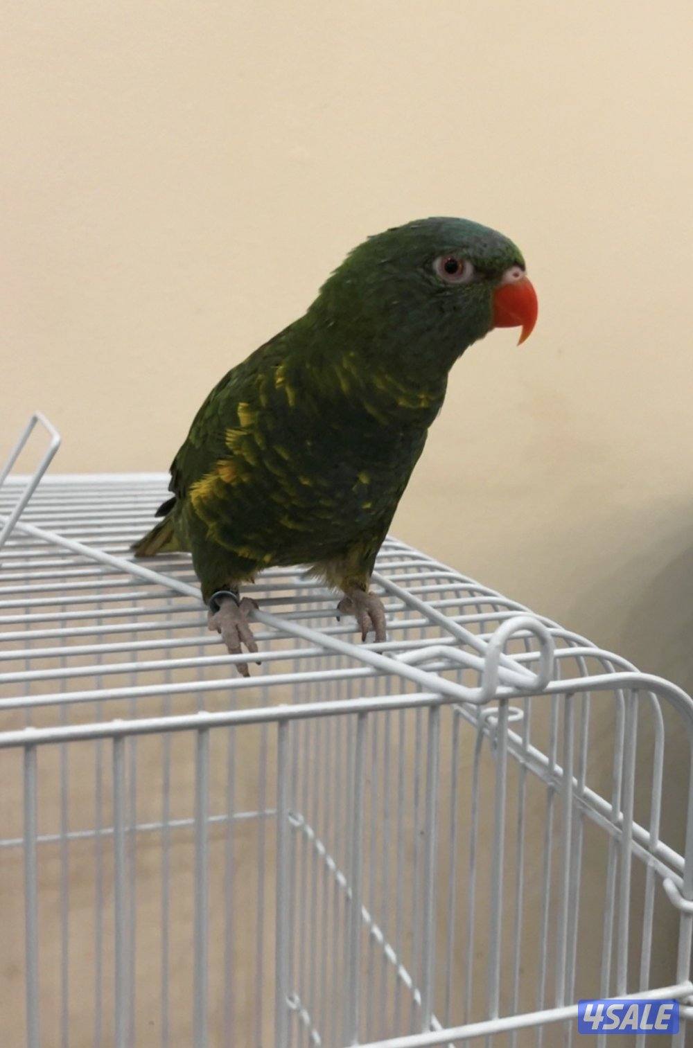 البيع لوري سكالي3