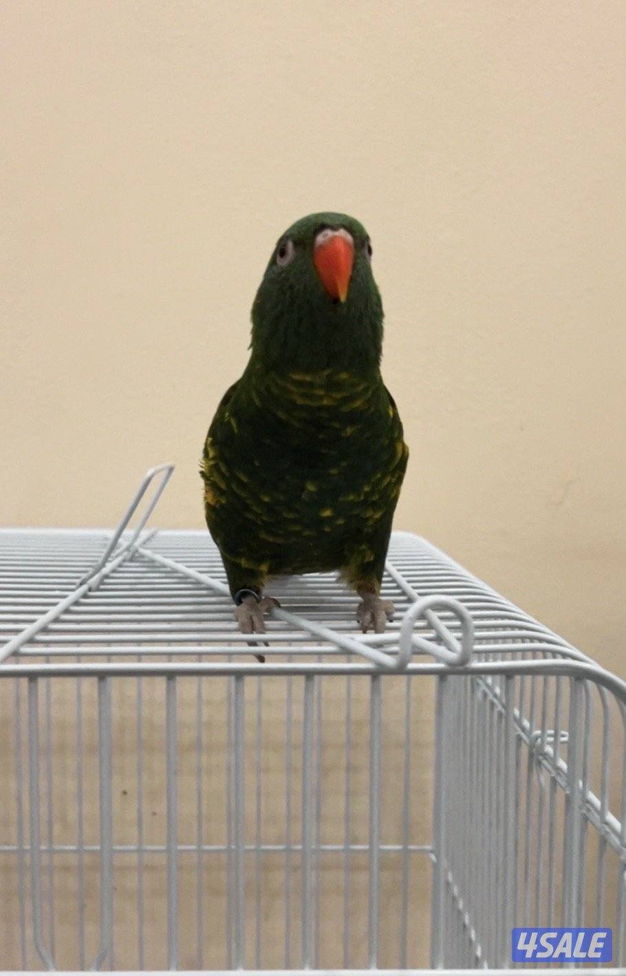 البيع لوري سكالي2