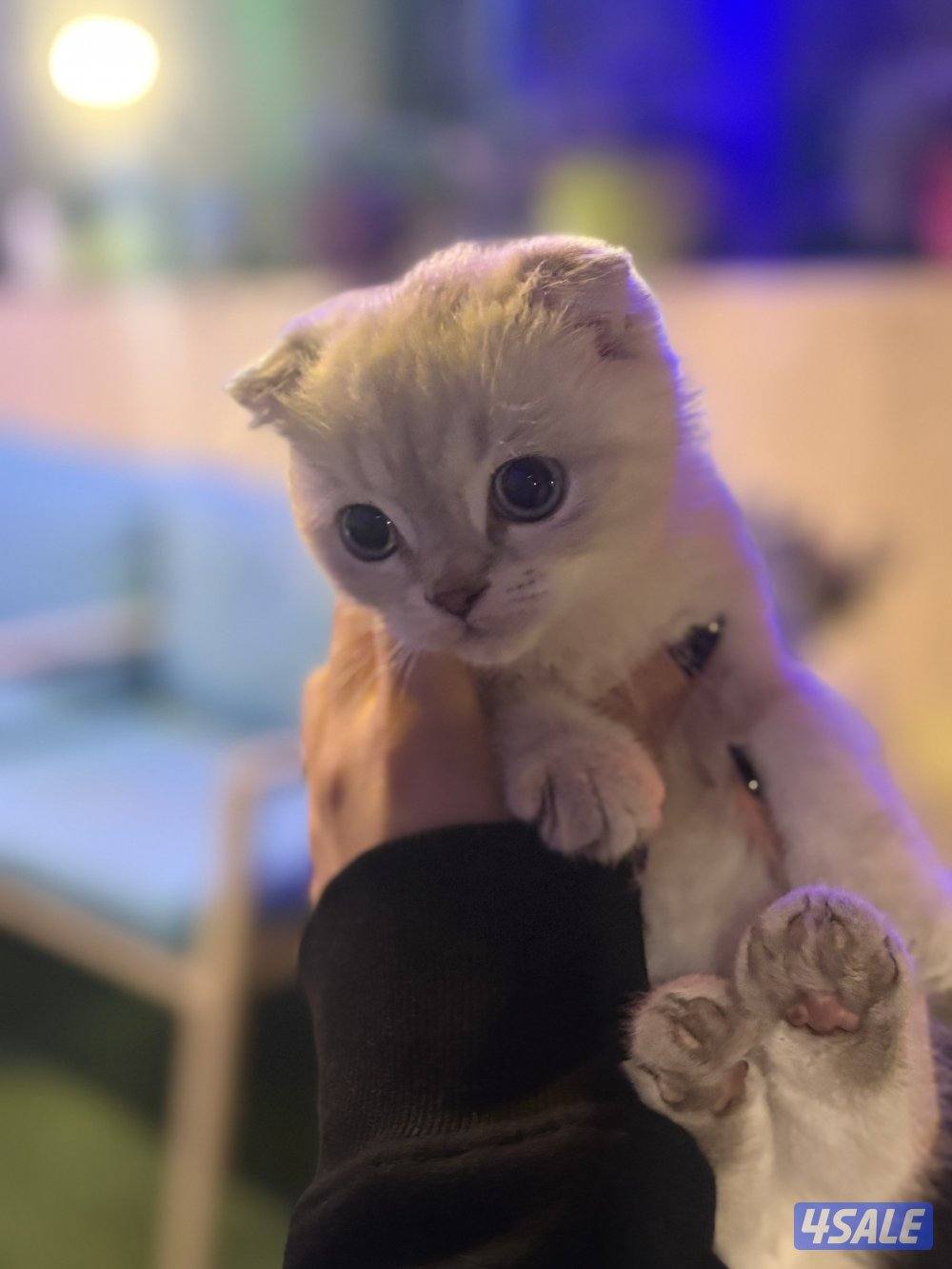 كتن سكوتش فولد🐾0