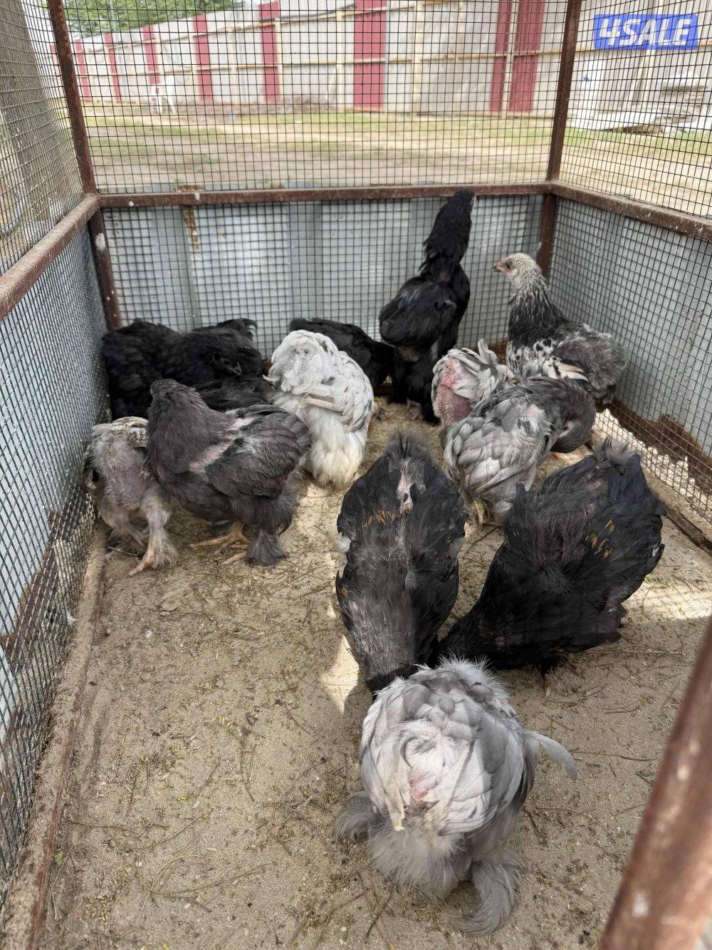 للبيع فروخ براهاما0