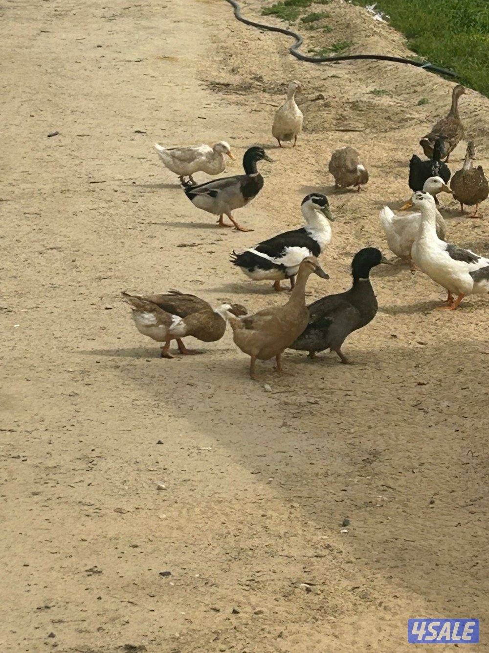 للبيع بط فرنسي بياض مزارع الوفره0