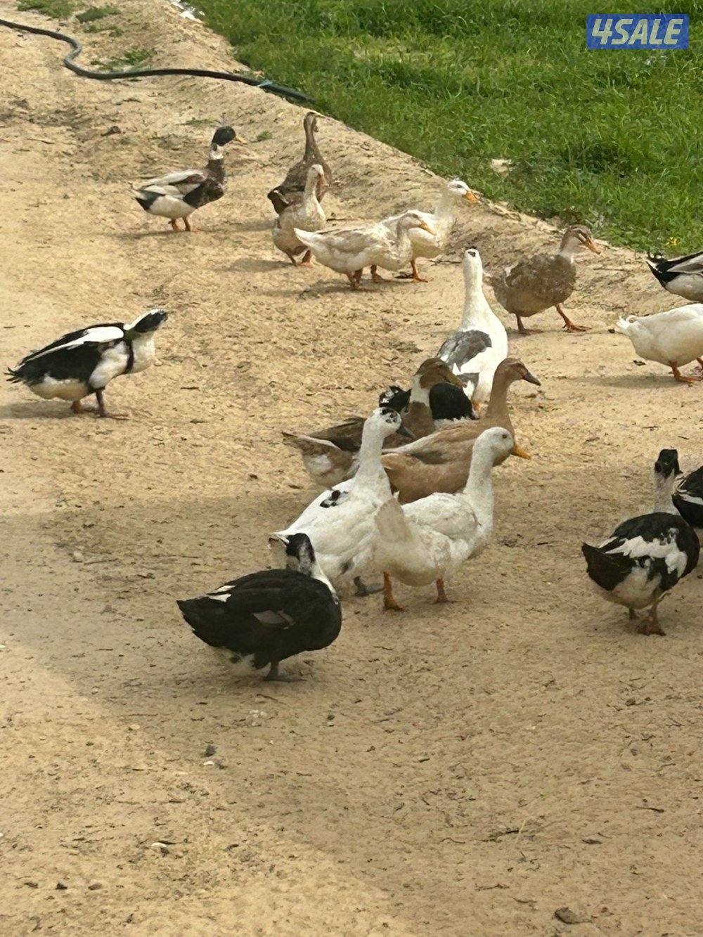 للبيع بط فرنسي بياض مزارع الوفره1