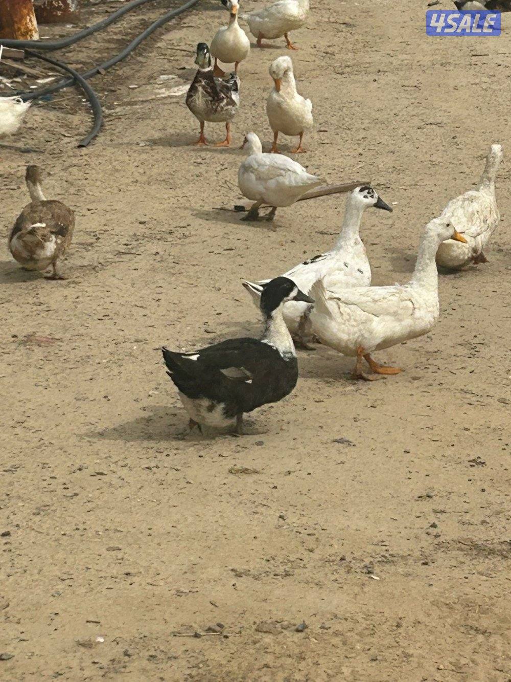 للبيع بط فرنسي بياض مزارع الوفره2