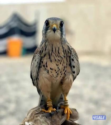 للبيع طير حرصغير1