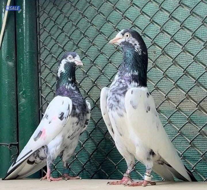 تيدي دم بيور🩸0