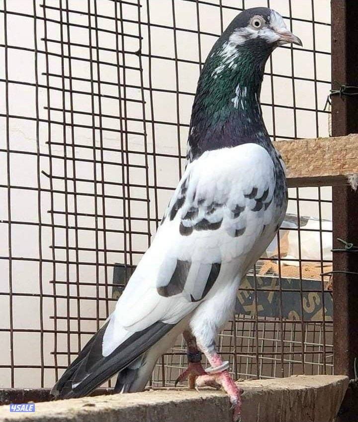 تيدي دم بيور🩸1