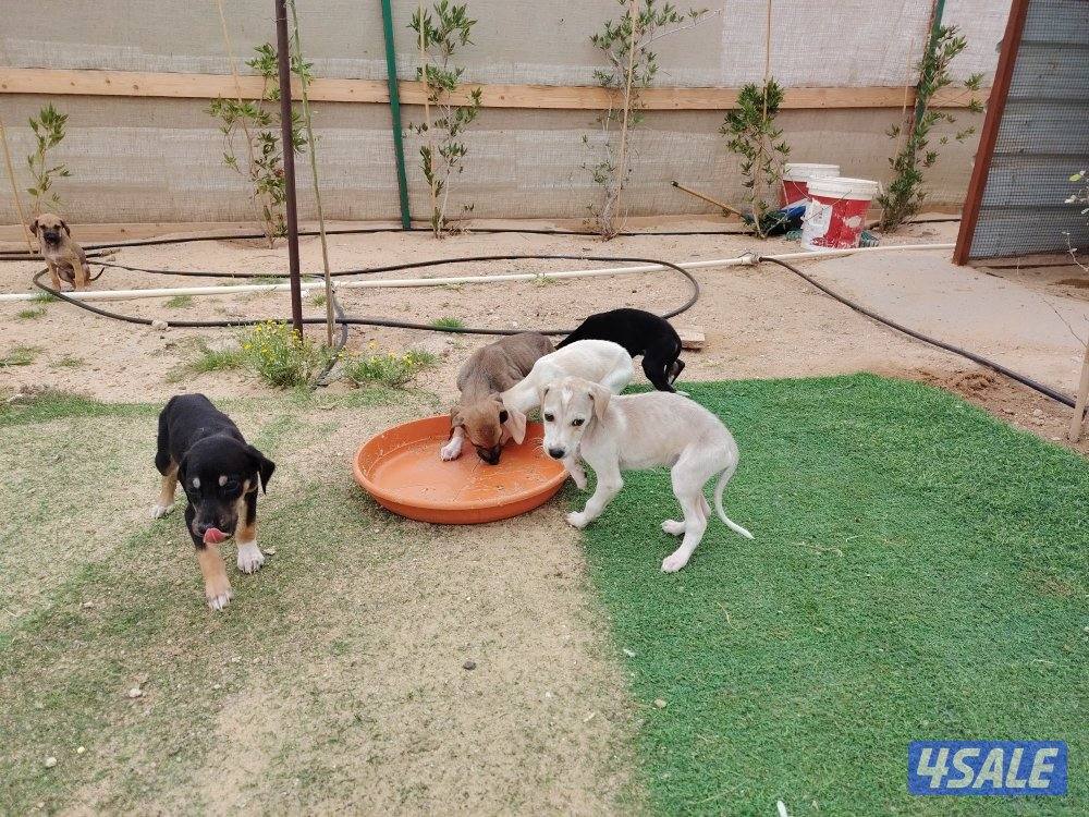 جراء سلق العمر شهرين الام ملسه والاب ريشه0