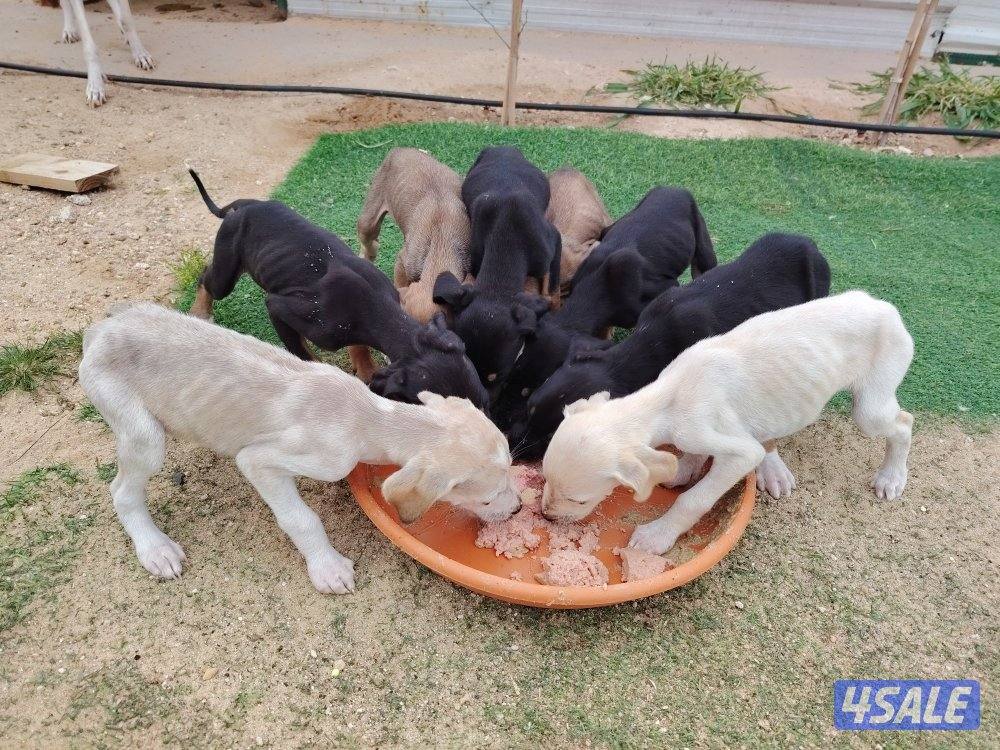 جراء سلق العمر شهرين الام ملسه والاب ريشه1