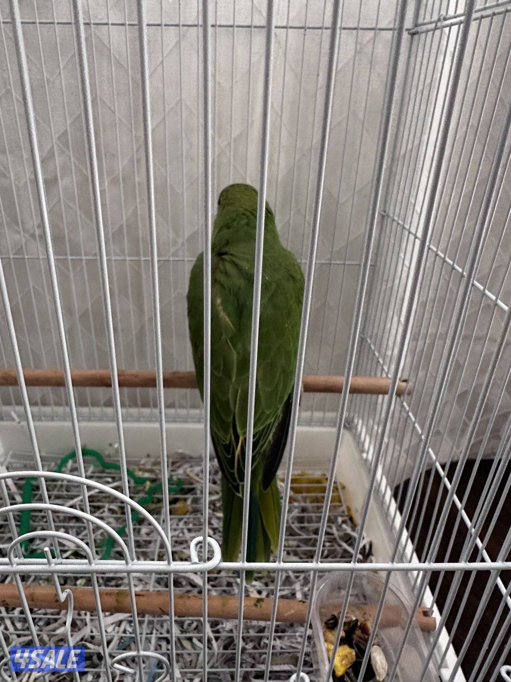 ببغاء هولندي (الدرة) نهاية عس العمر تقريبا شهرين0