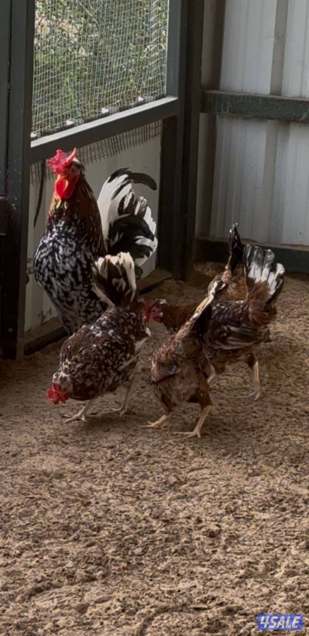 للبيع مجاميع عربي قديم + صيصان0