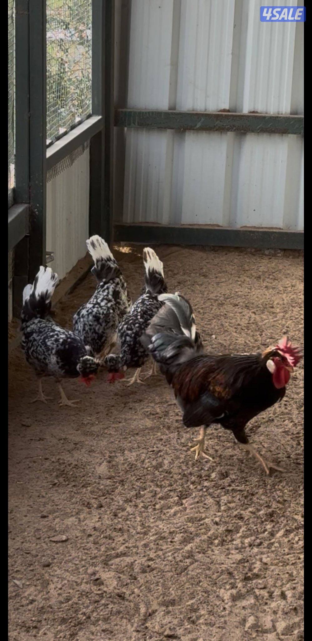 للبيع مجاميع عربي قديم + صيصان1