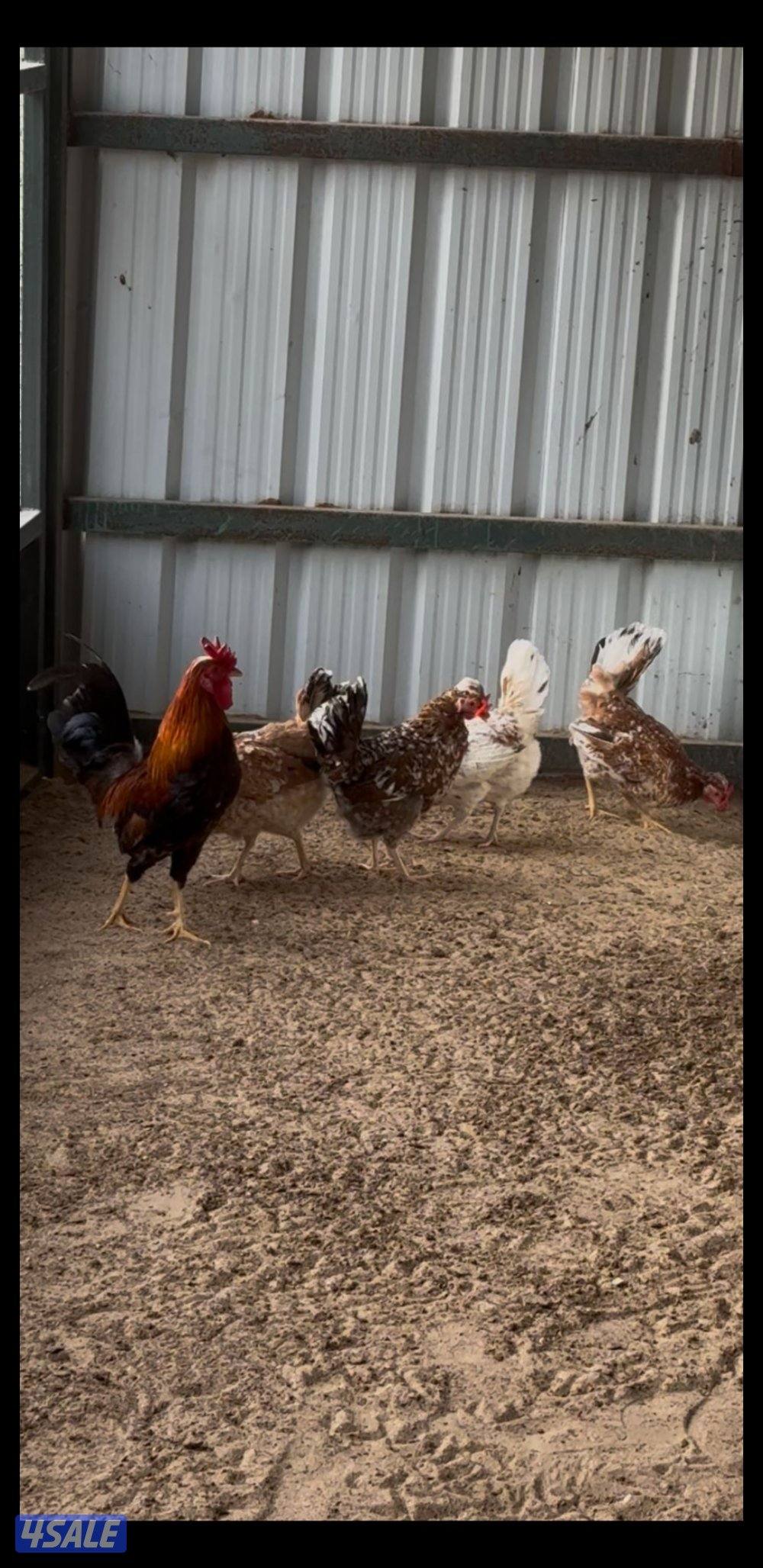 للبيع مجاميع عربي قديم + صيصان2