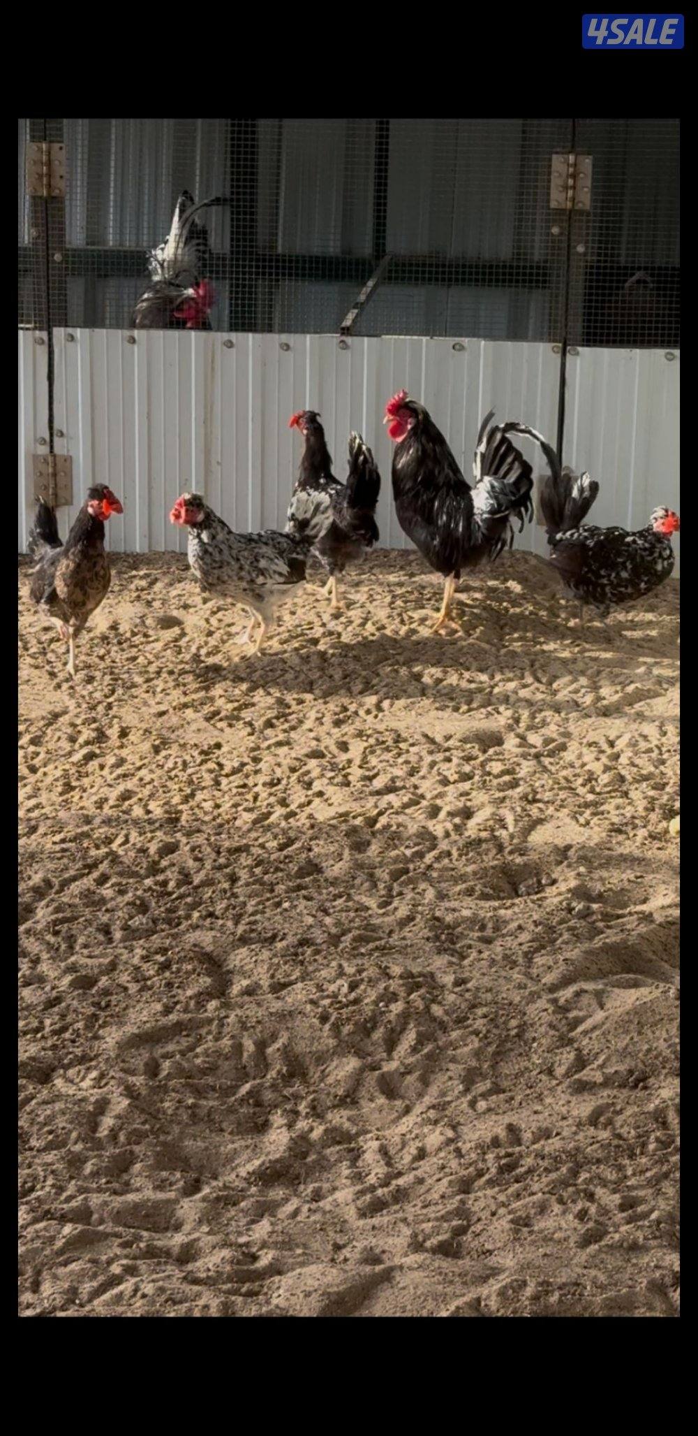 للبيع مجاميع عربي قديم + صيصان3