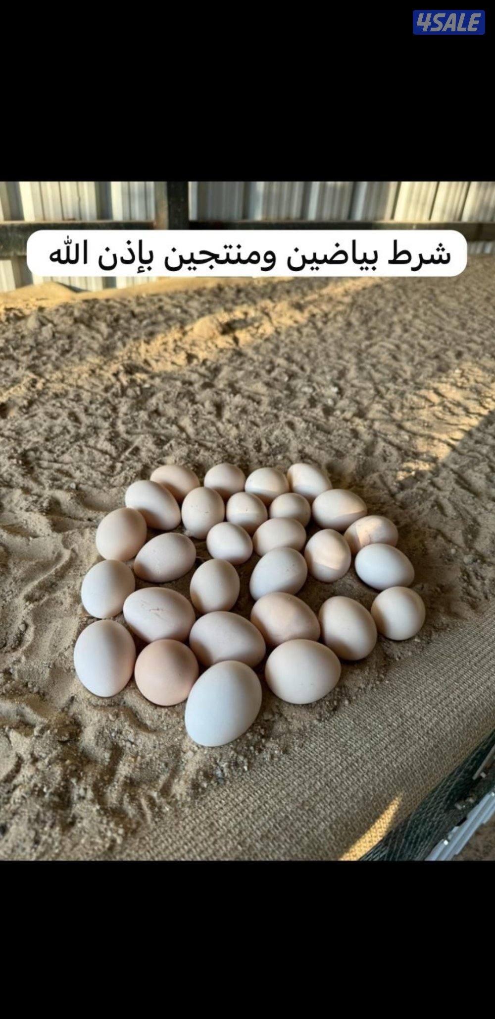 للبيع مجاميع عربي قديم + صيصان4