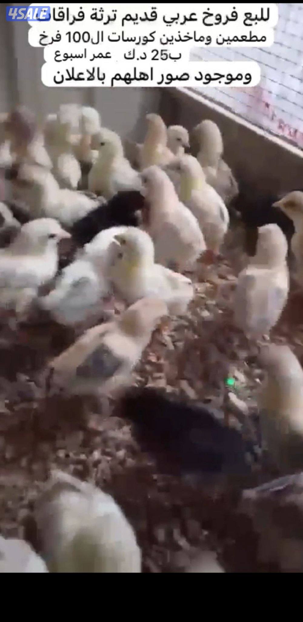 للبيع مجاميع عربي قديم + صيصان5