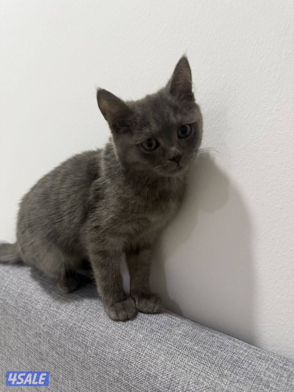 قطوه برتش شورت هير مطعمه ومعاها اغراضها قابل للمساومه0