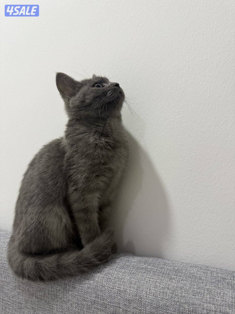 قطوه برتش شورت هير مطعمه ومعاها اغراضها قابل للمساومه1