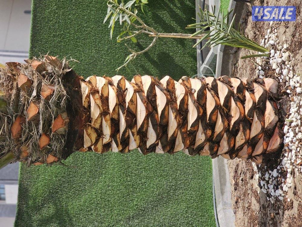 ماجد الاهوازي للنخيل0