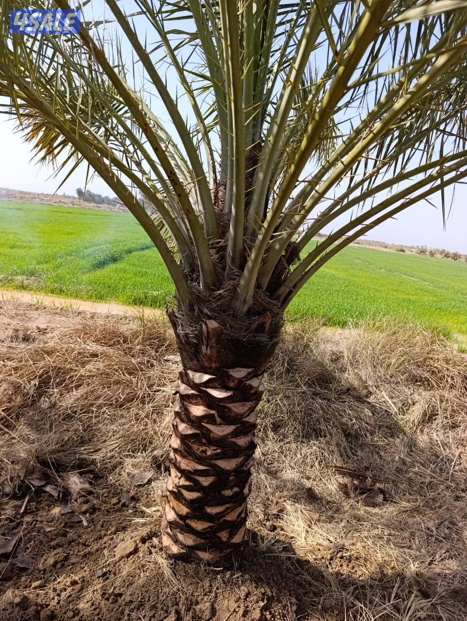 ماجد الاهوازي للنخيل1