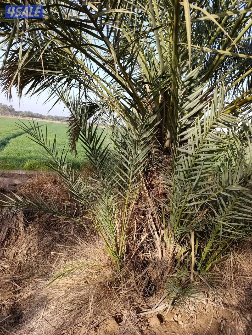 ماجد الاهوازي للنخيل2