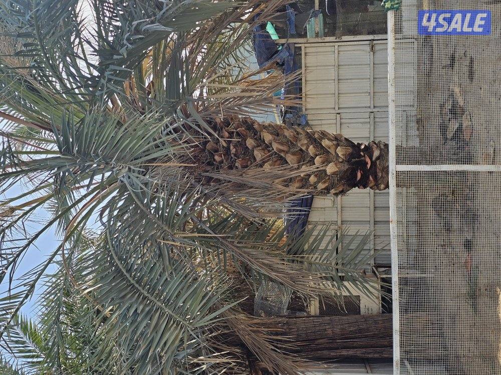 ماجد الاهوازي للنخيل3