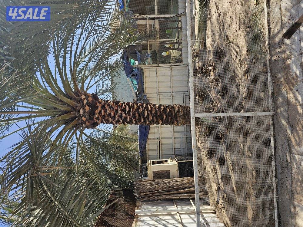 ماجد الاهوازي للنخيل4