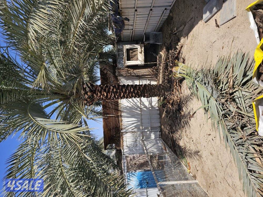 ماجد الاهوازي للنخيل5