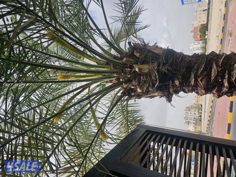 ماجد الاهوازي للنخيل7