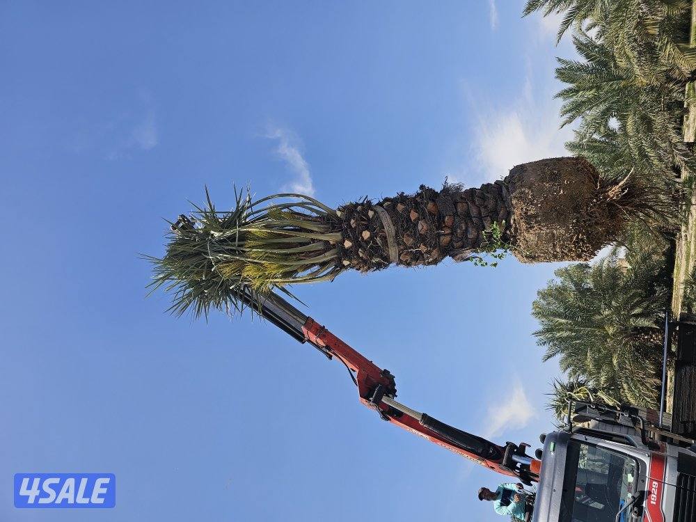 ماجد الاهوازي للنخيل9