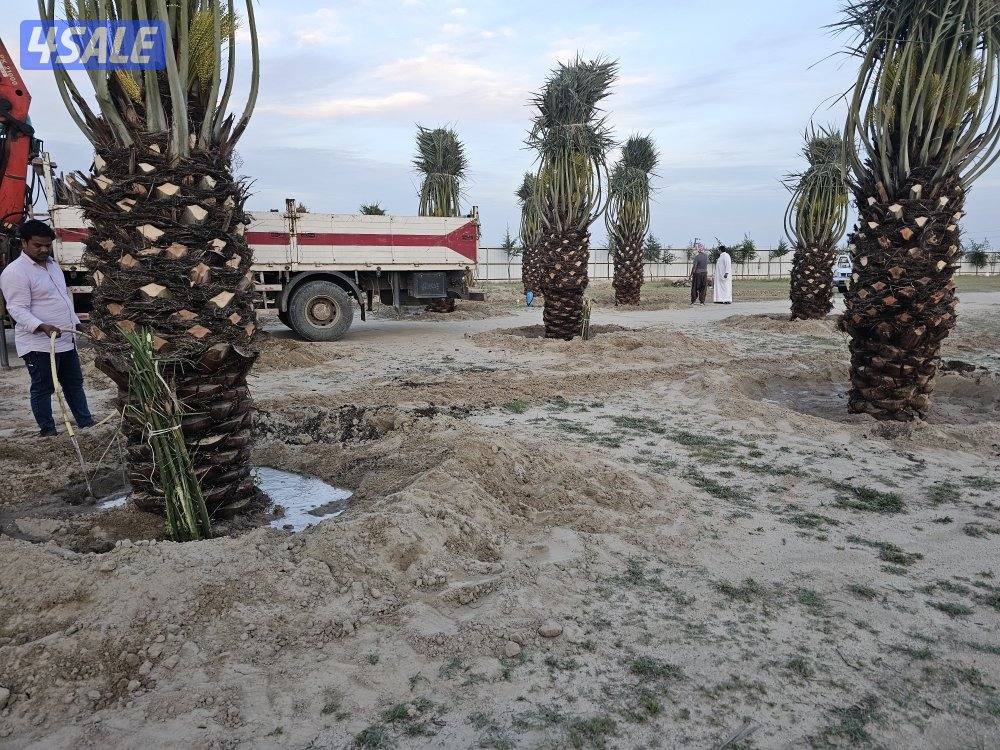 ماجد الاهوازي للنخيل10