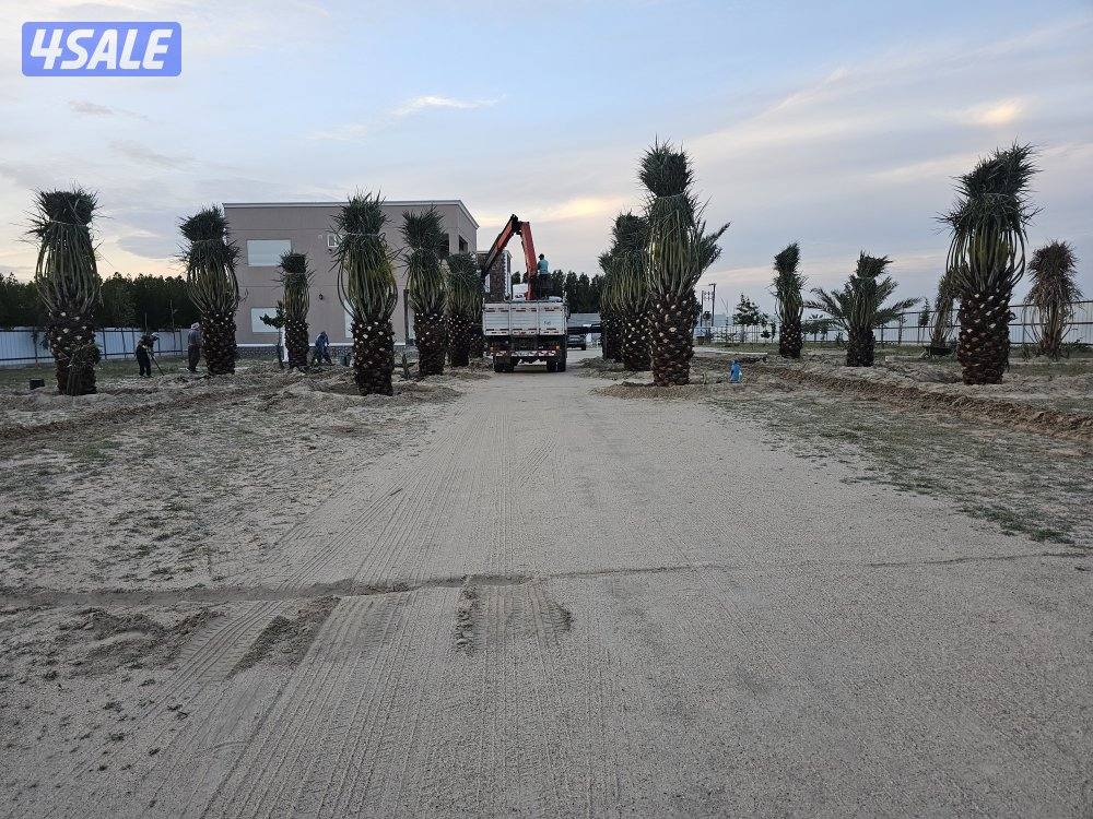 ماجد الاهوازي للنخيل11