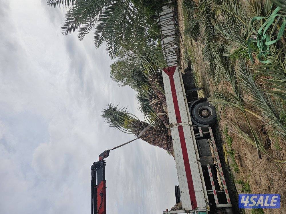 ماجد الاهوازي للنخيل13