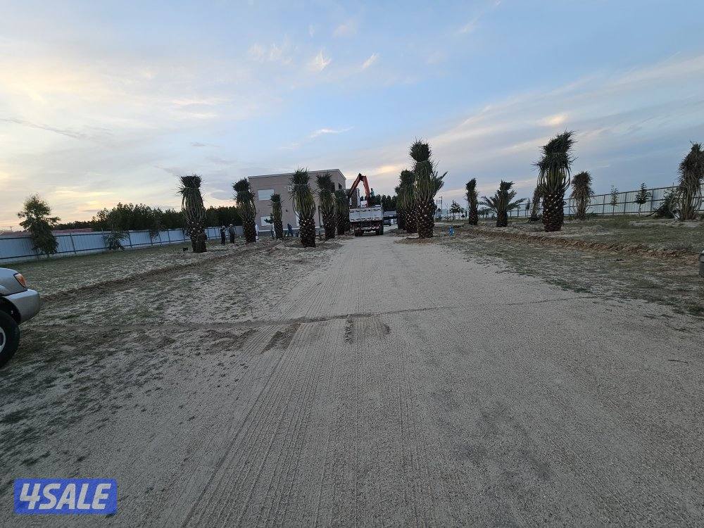 ماجد الاهوازي للنخيل12