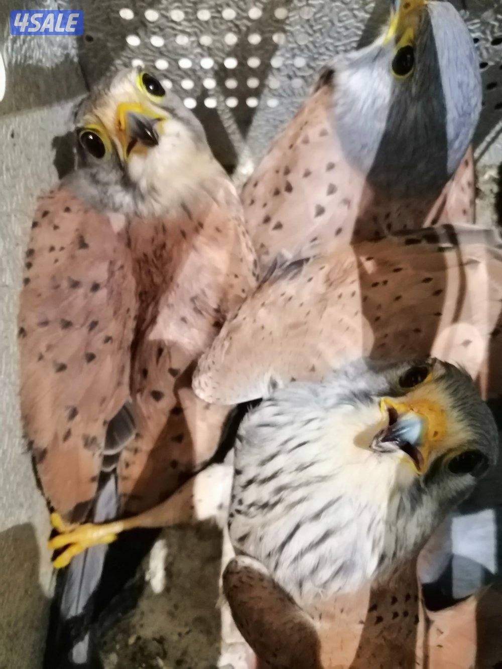 للبيع وتر مه1