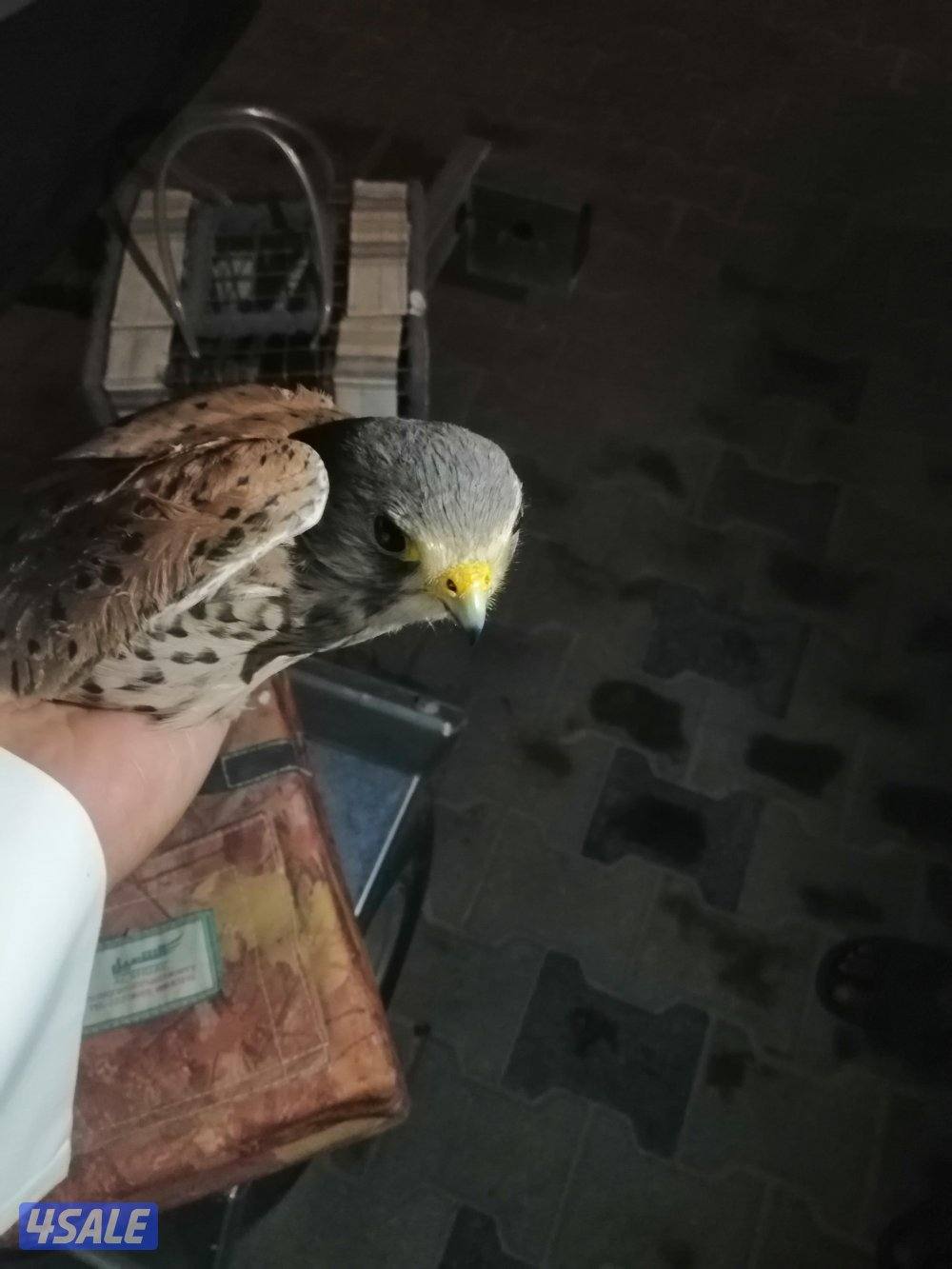 للبيع وتر مه2