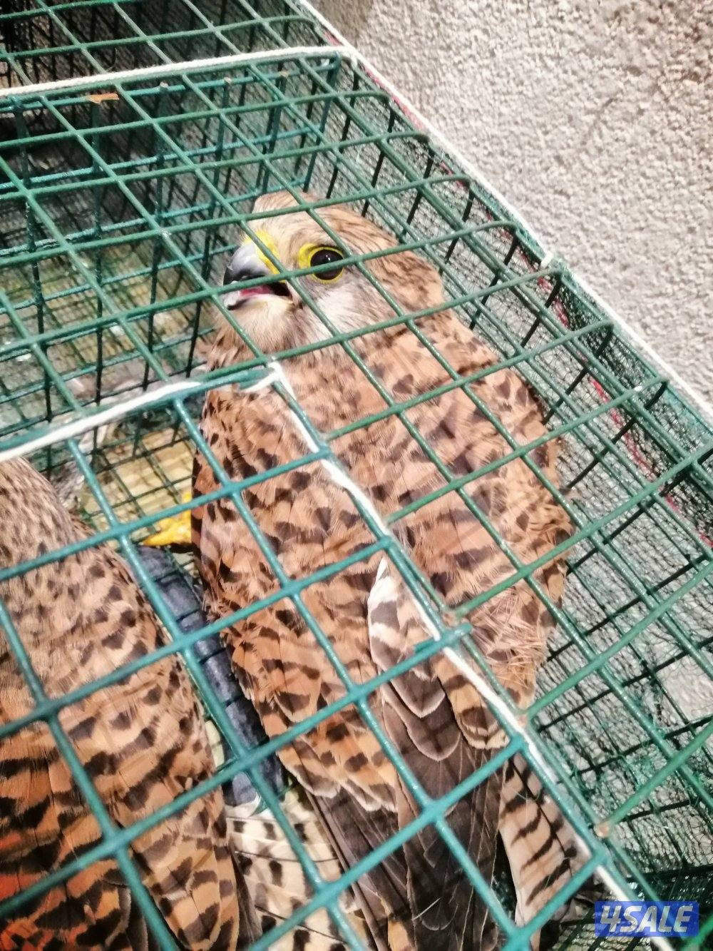 للبيع وتر مه3