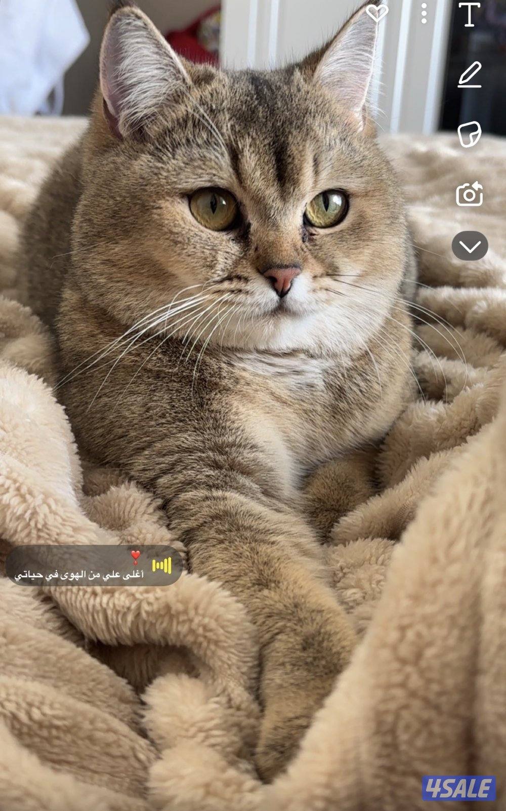 قطوه أنثى الاسم لونا العمر سنتين لعوبه هاديه تحب الأكل والدلع0