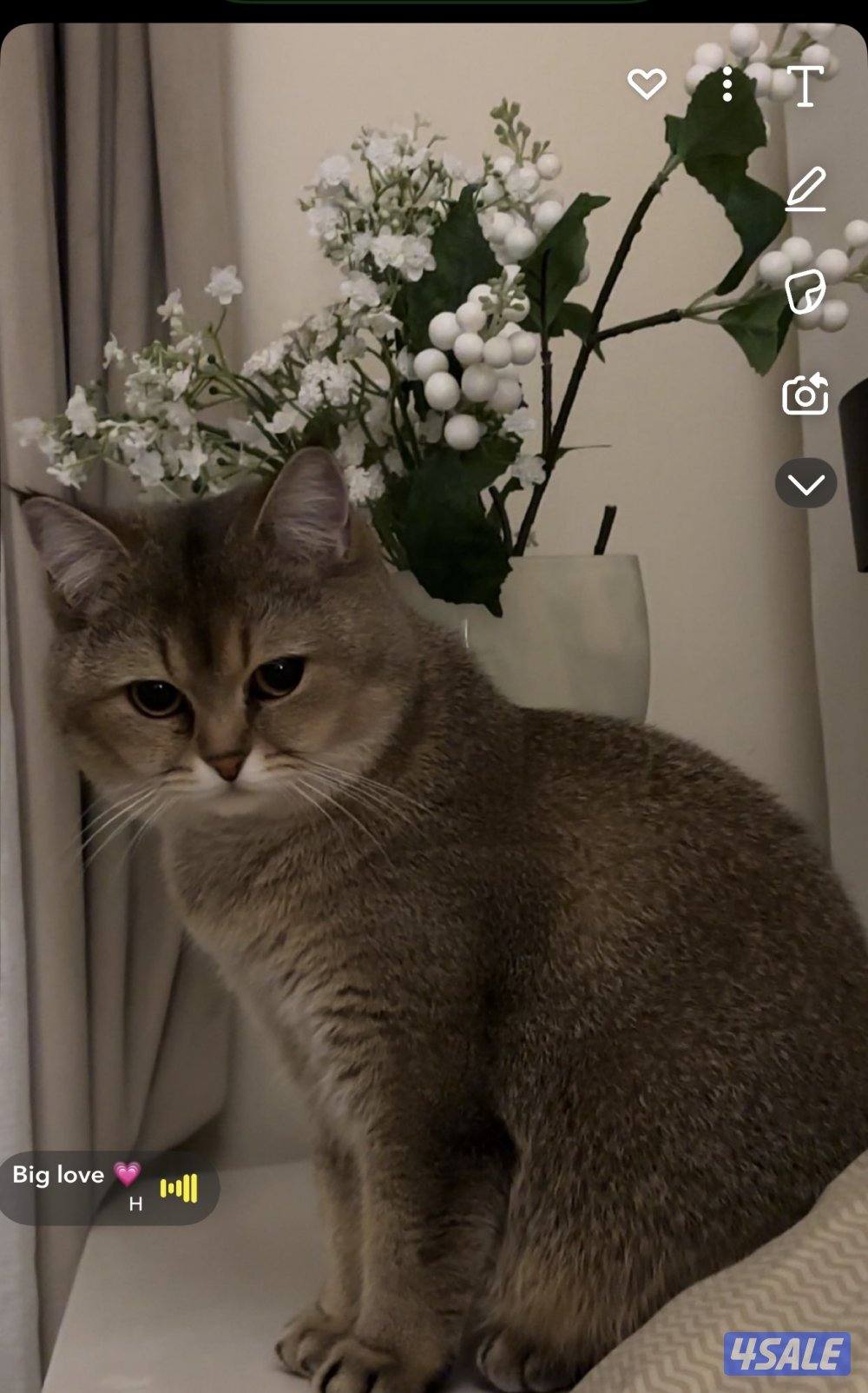 قطوه أنثى الاسم لونا العمر سنتين لعوبه هاديه تحب الأكل والدلع1