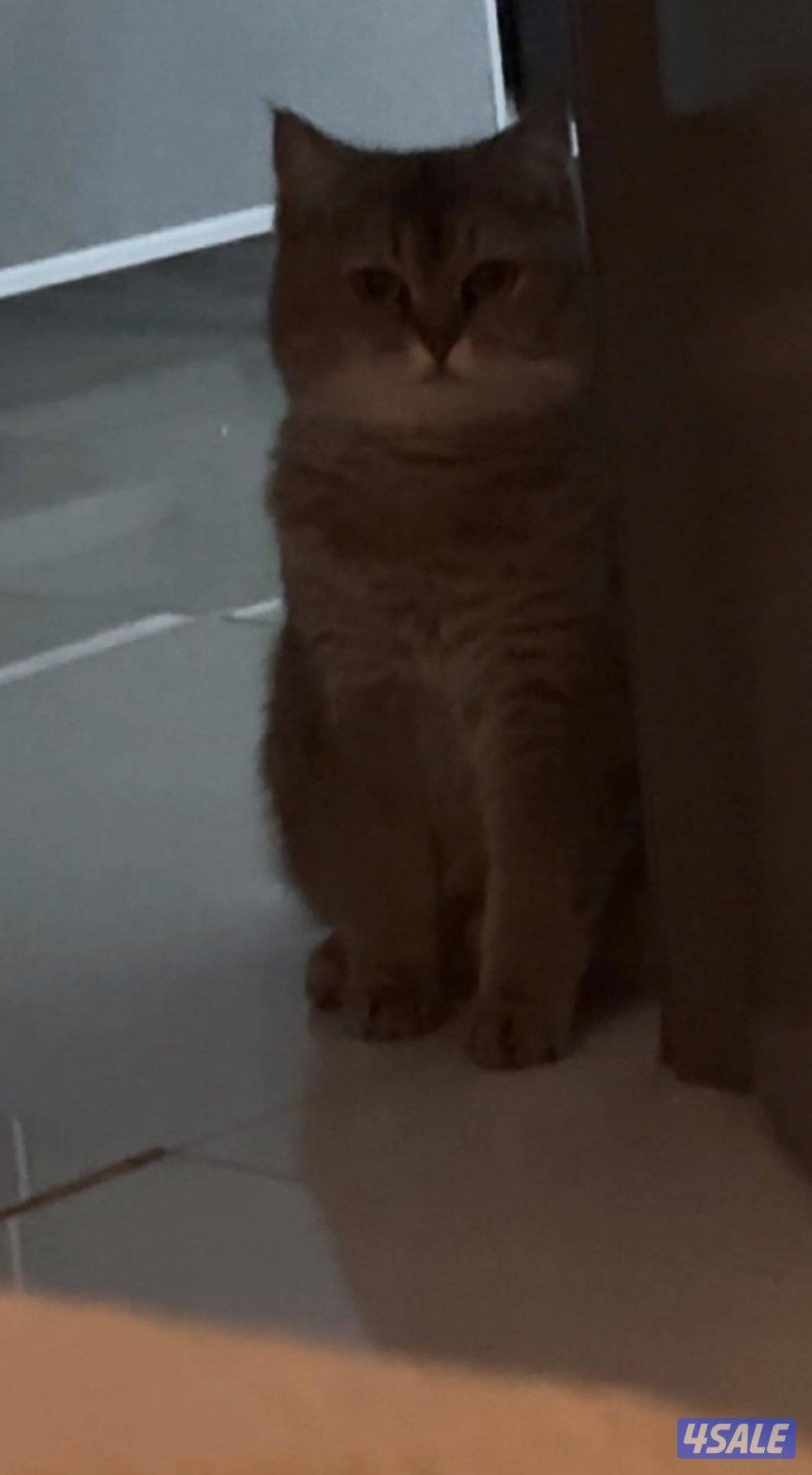 قطوه أنثى الاسم لونا العمر سنتين لعوبه هاديه تحب الأكل والدلع2