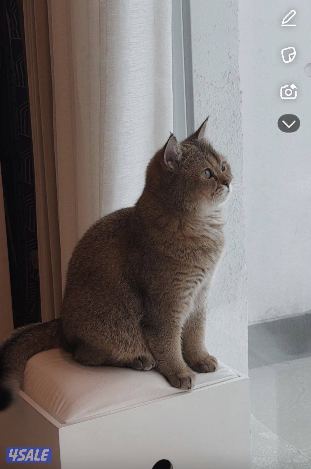 قطوه أنثى الاسم لونا العمر سنتين لعوبه هاديه تحب الأكل والدلع3