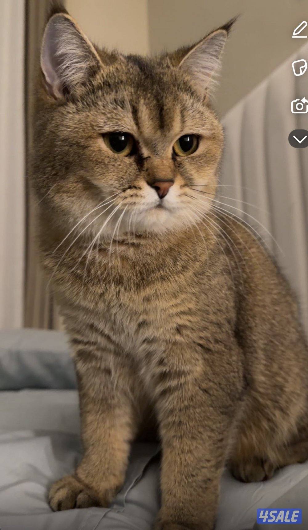 قطوه أنثى الاسم لونا العمر سنتين لعوبه هاديه تحب الأكل والدلع4