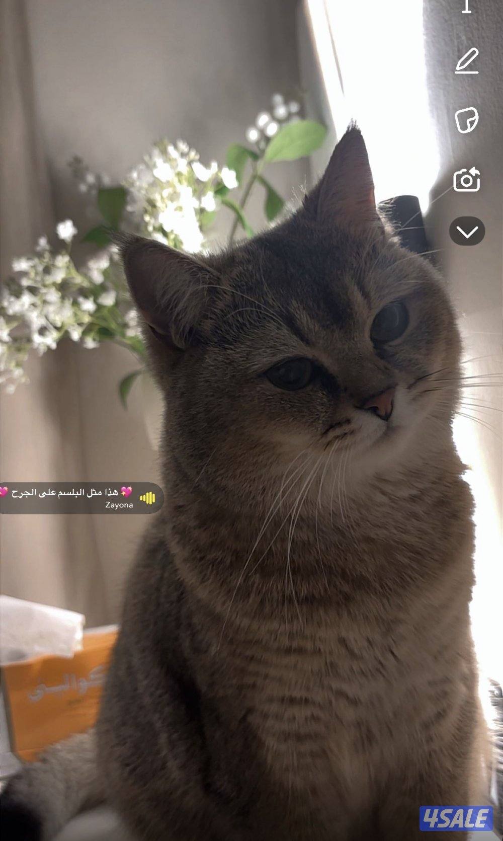 قطوه أنثى الاسم لونا العمر سنتين لعوبه هاديه تحب الأكل والدلع5