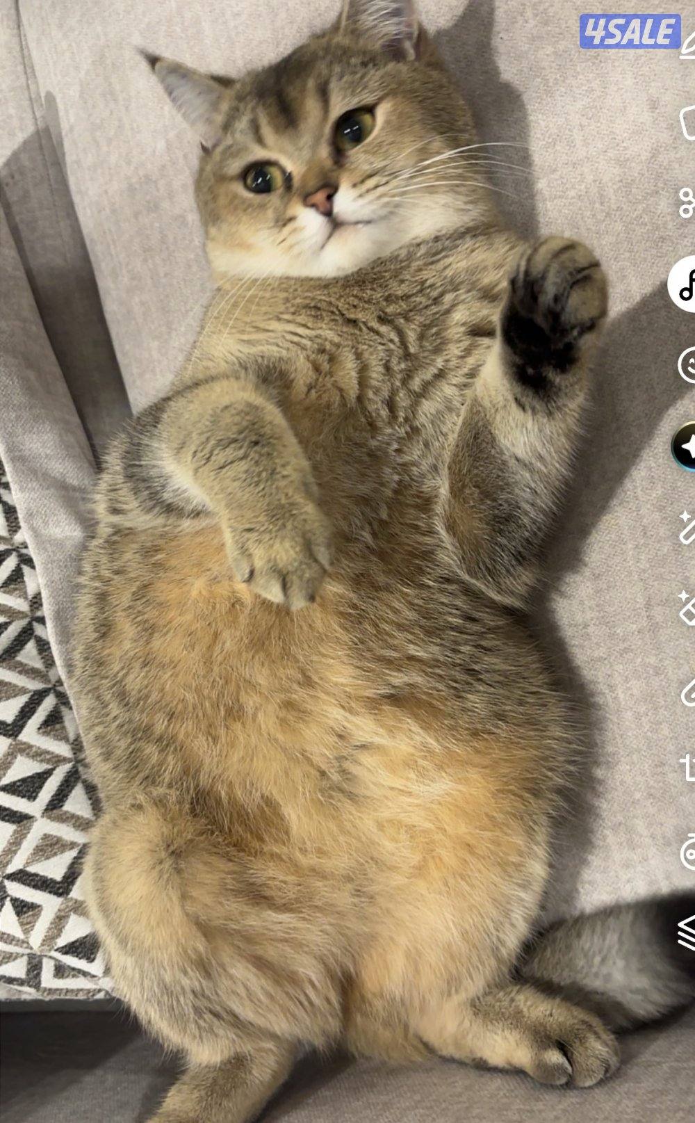 قطوه أنثى الاسم لونا العمر سنتين لعوبه هاديه تحب الأكل والدلع6