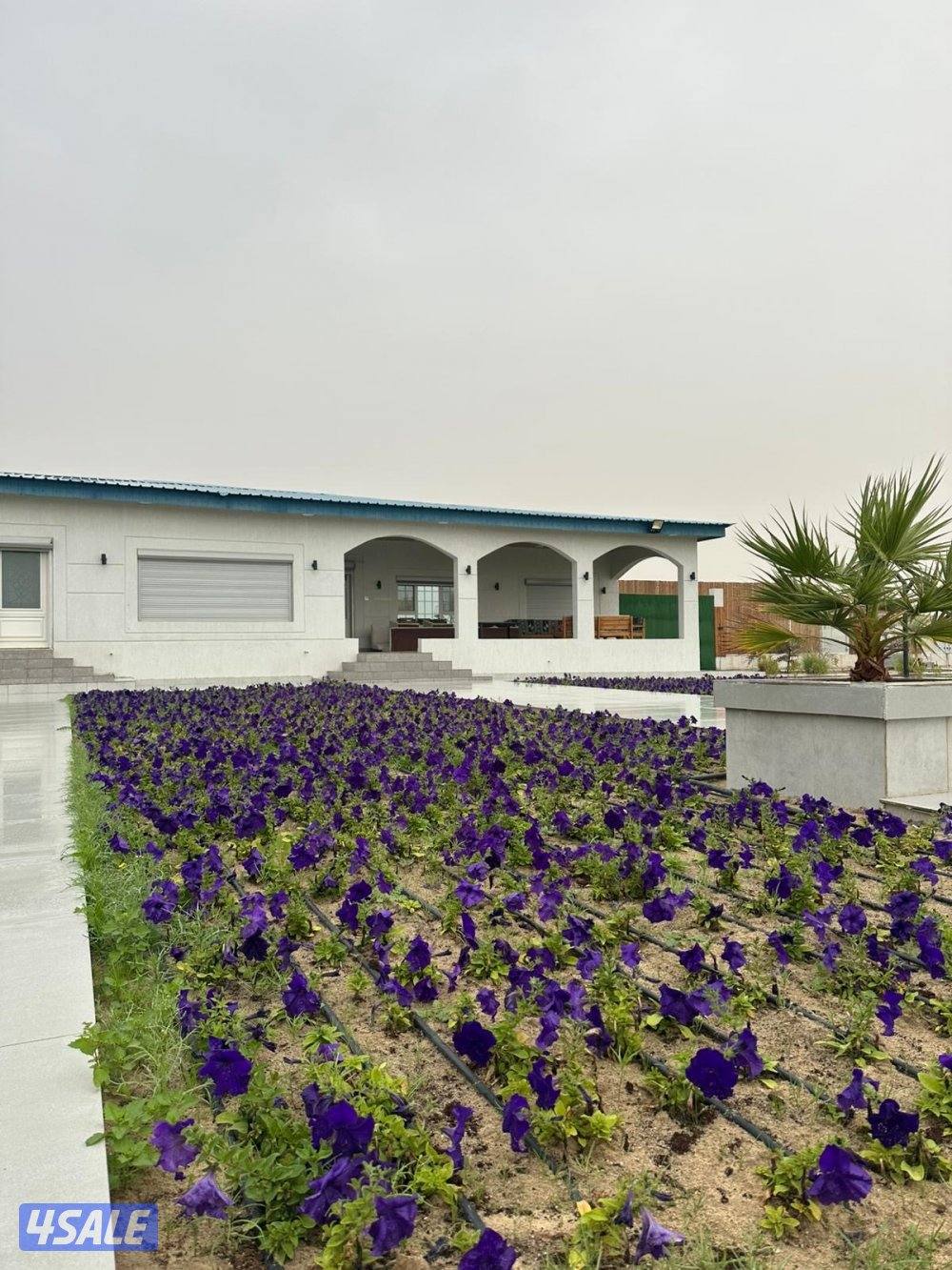 للأيجار مزرعة بالوفره طريق ٧٠٠5